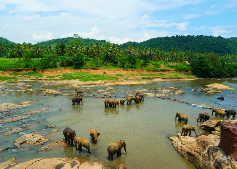 Pinawelle, Sri Lanka2